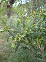 Leucopogon australis