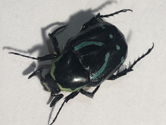 Chlorobapta frontalis