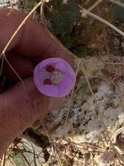 Eremalche rotundifolia