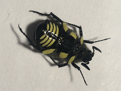 Chlorobapta frontalis