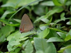 Calycopis isobeon