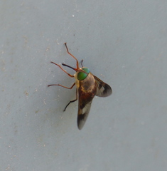 Tabanidae