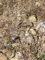 Eremalche rotundifolia