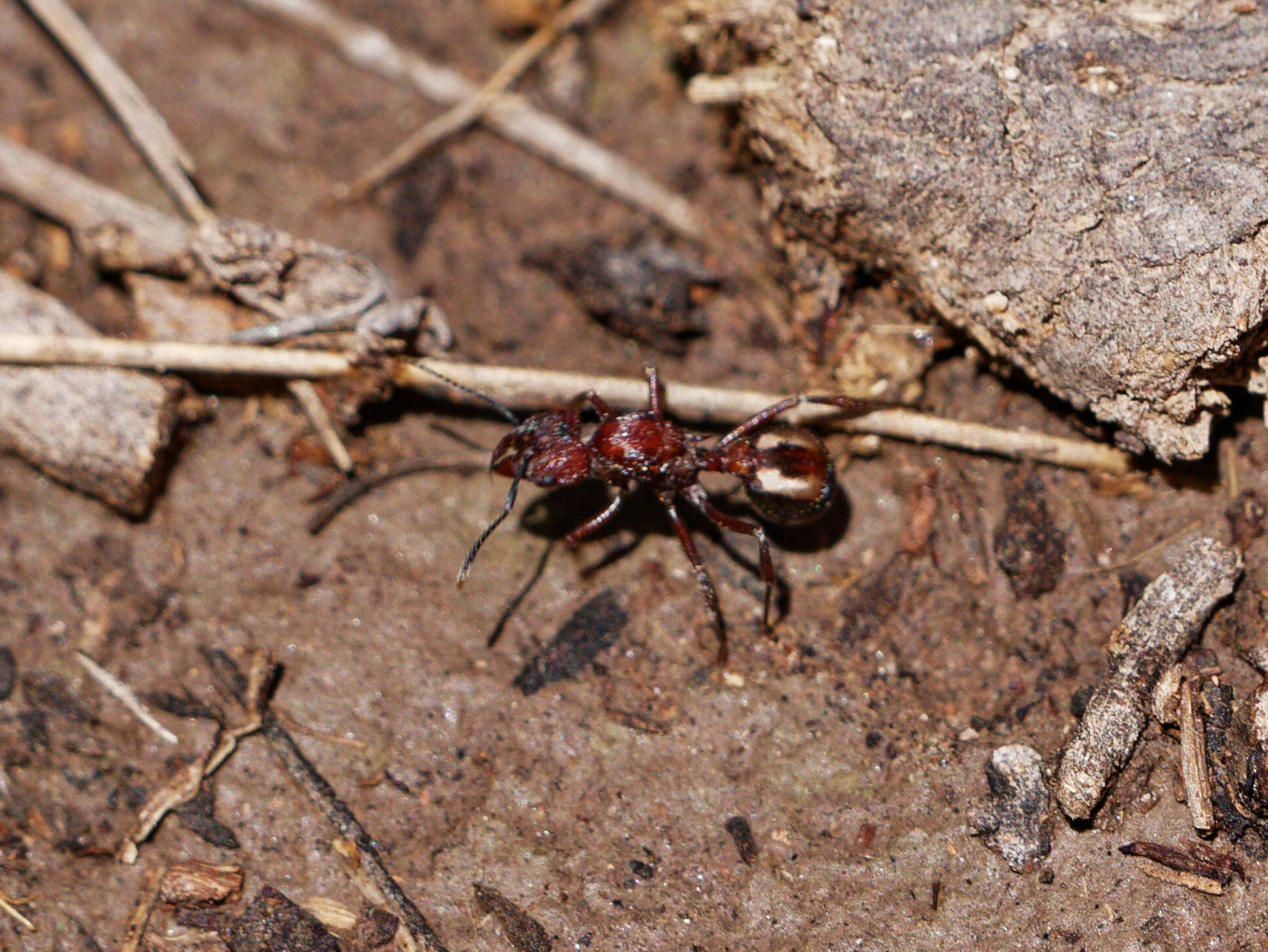 Amoimyrmex silvestrii