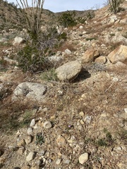 Eremalche rotundifolia