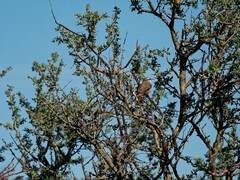 Cranioleuca pyrrhophia