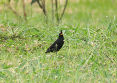 Acridotheres grandis