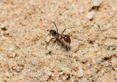 Iridomyrmex discors