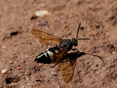 Sphecius spectabilis