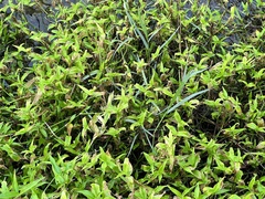 Tradescantia fluminensis