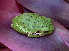 Hyla gratiosa