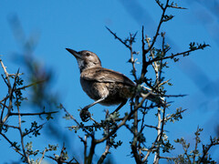 Pseudoseisura gutturalis