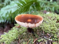 Flammulina velutipes
