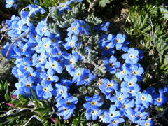 Eritrichium argenteum