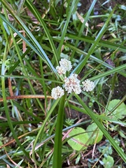 Cyperus luzulae