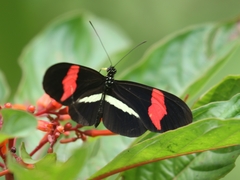 Heliconius melpomene