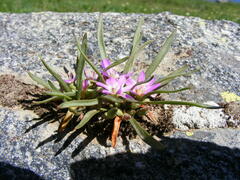 Lewisia pygmaea