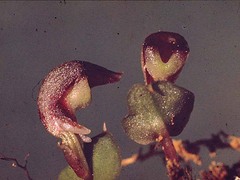 Corybas cheesemanii