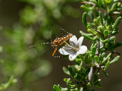 Cosmoclopius nigroannulatus