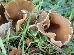 Peziza varia