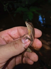Anolis oxylophus