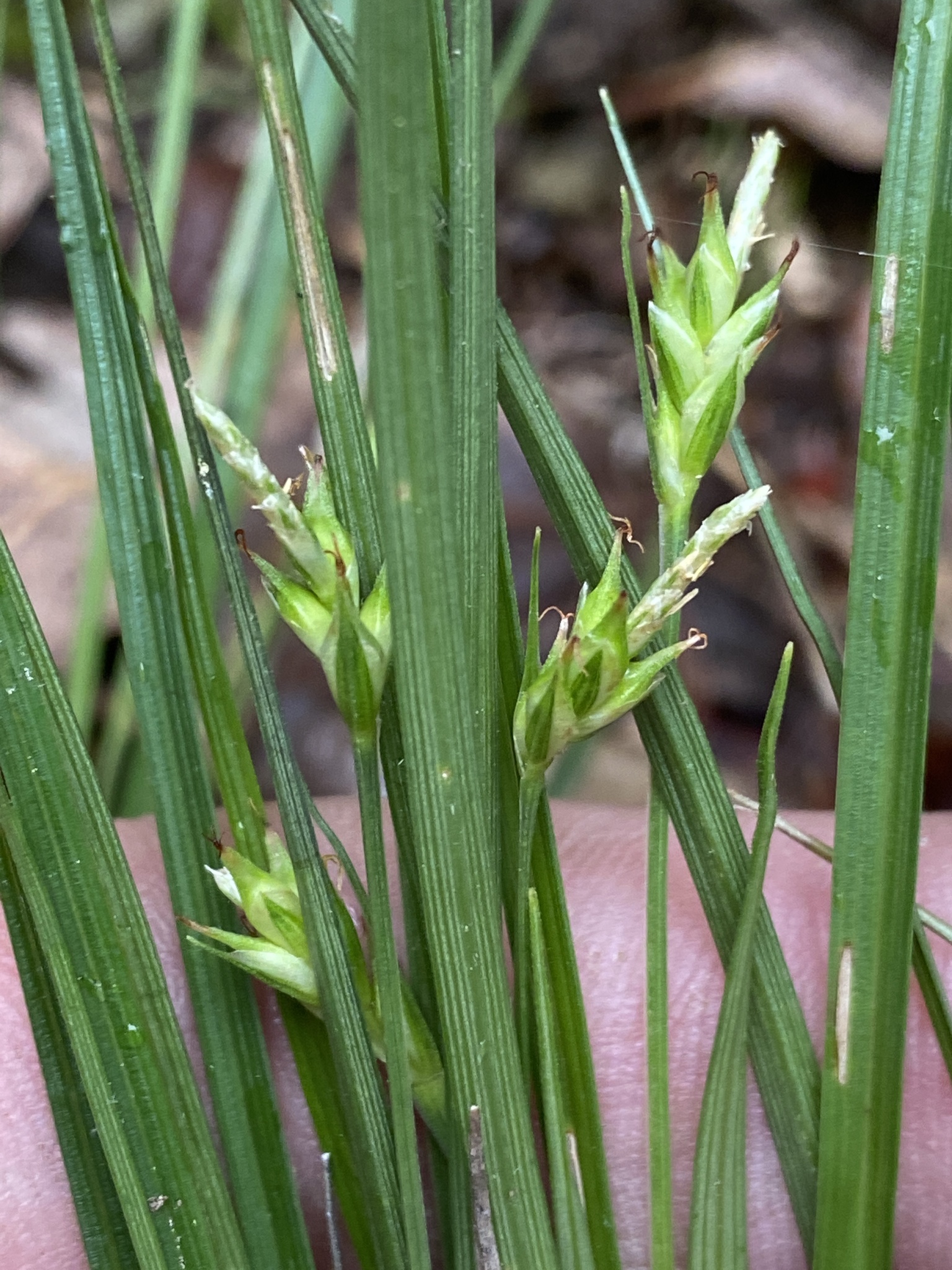 Carex willdenowii