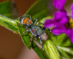 Siler semiglaucus
