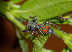 Siler semiglaucus