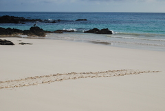 Pelecanus occidentalis urinator