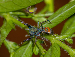 Siler semiglaucus