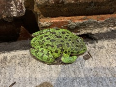 Hyla gratiosa