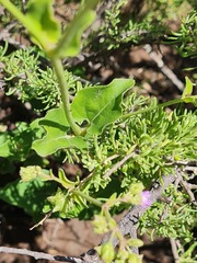 Mirabilis ovata