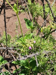 Mirabilis ovata