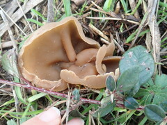 Peziza varia
