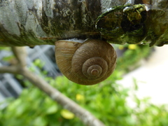 Acusta despecta despecta