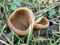 Peziza varia