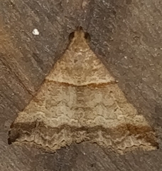 Phalaenophana pyramusalis