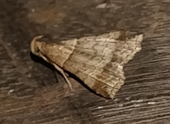 Phalaenophana pyramusalis