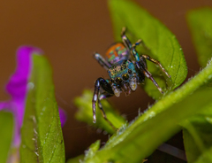 Siler semiglaucus