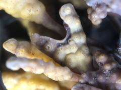 Pelvetia canaliculata