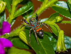 Siler semiglaucus