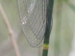 Suhpalacsa subtrahens