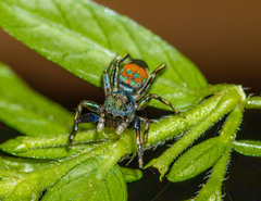 Siler semiglaucus
