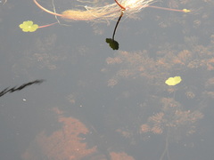 Ceratophyllum demersum