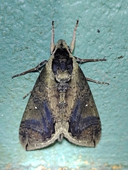 Manduca hannibal