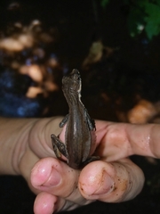 Anolis oxylophus