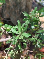 Schinus fasciculata