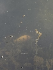 Amphilophus citrinellus