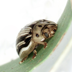 Paropsisterna insignita