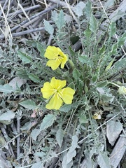 Oenothera triloba